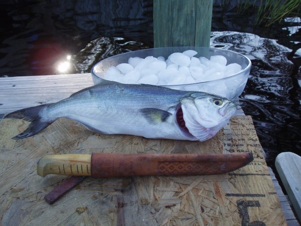 bluefish