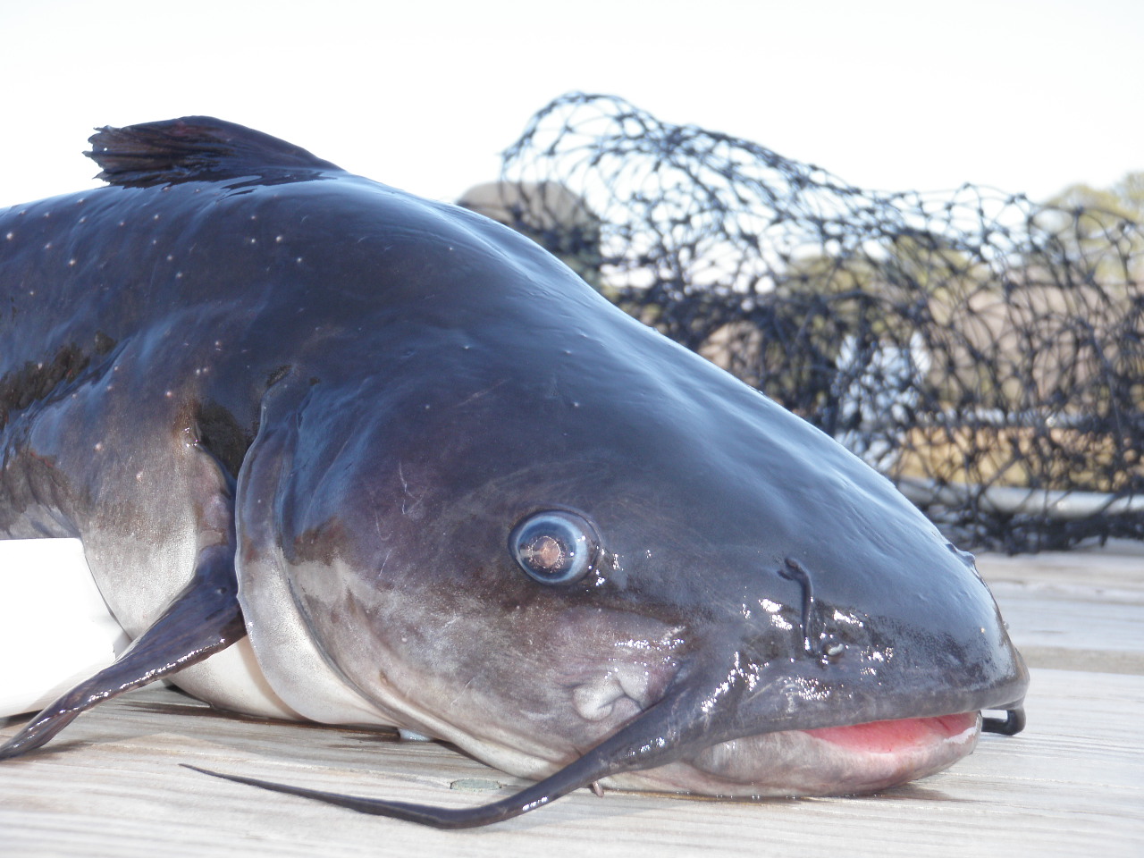 Bigeyed fish