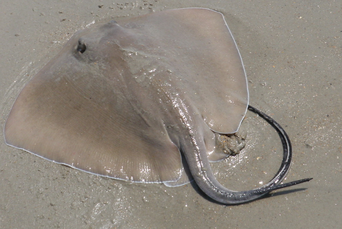 StingRay