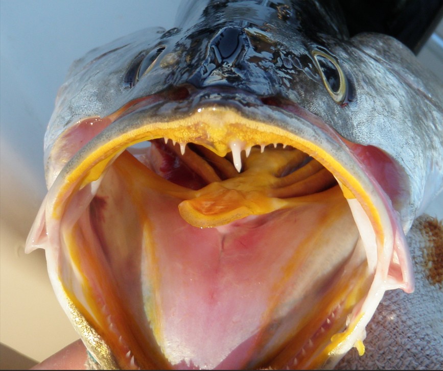 troutface